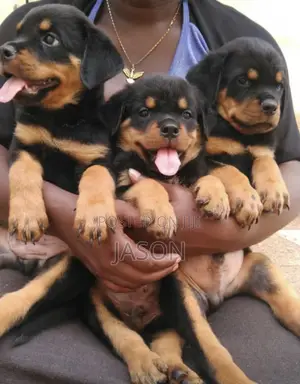 1-3 months Female Purebred Rottweiler