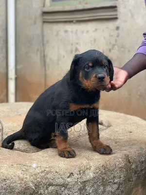 3-6 months Female Purebred Rottweiler
