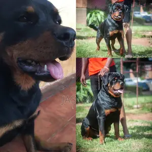 1+ year Male Purebred Rottweiler