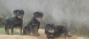 3-6 months Male Purebred Rottweiler