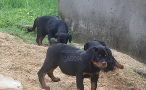 3-6 months Male Purebred Rottweiler