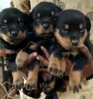 1-3 months Male Purebred Rottweiler