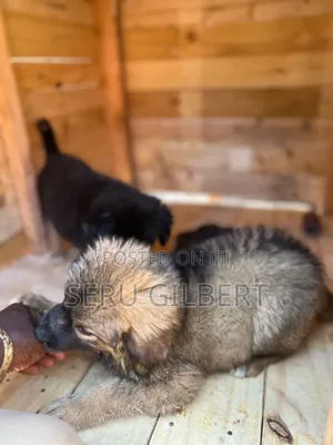 1-3 months Male Purebred German Shepherd