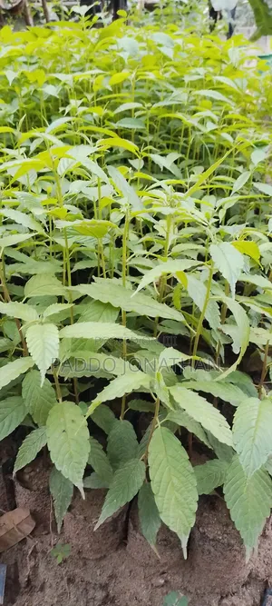 Musizzi Seedlings