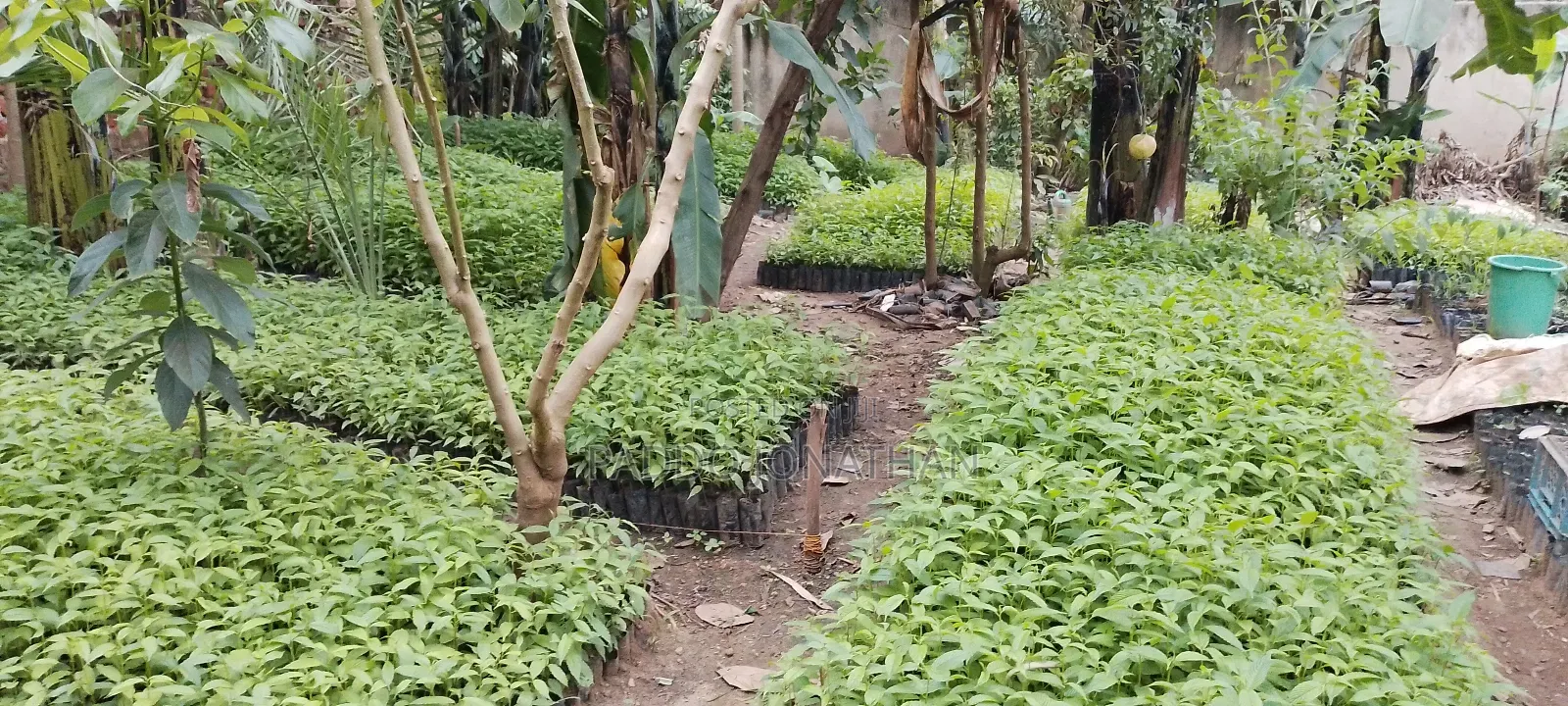 Musizzi Seedlings