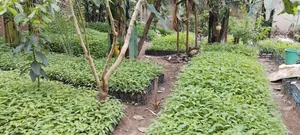 Musizzi Seedlings