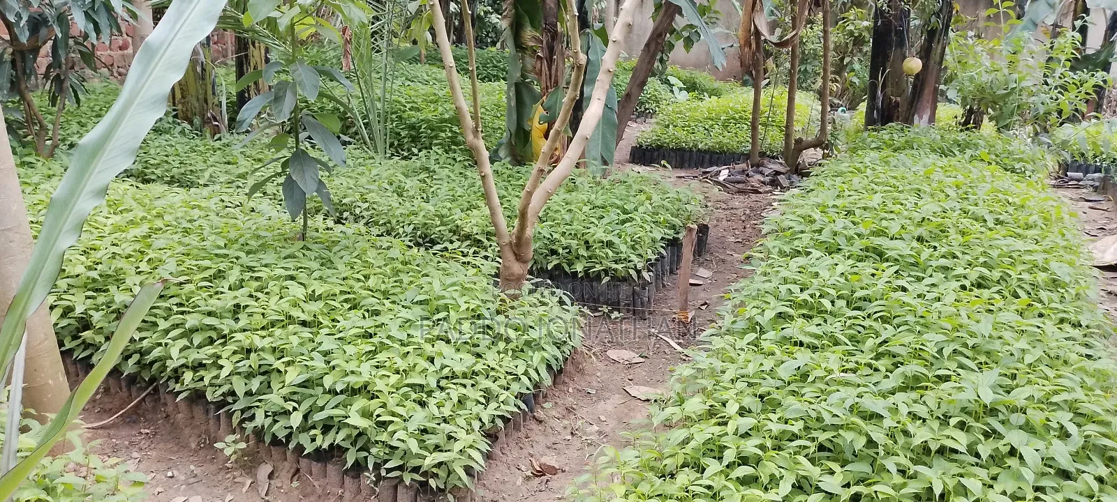 Musizzi Seedlings
