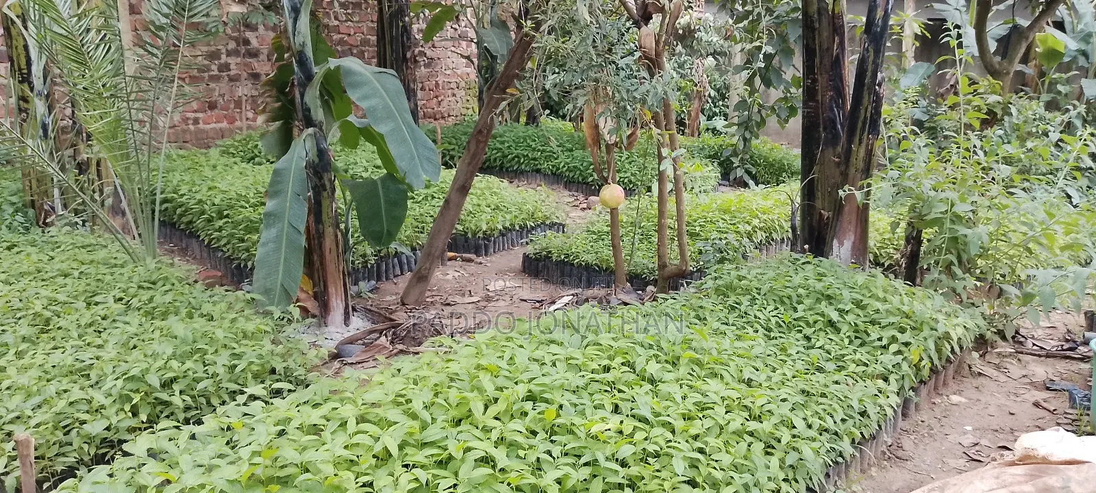 Musizzi Seedlings