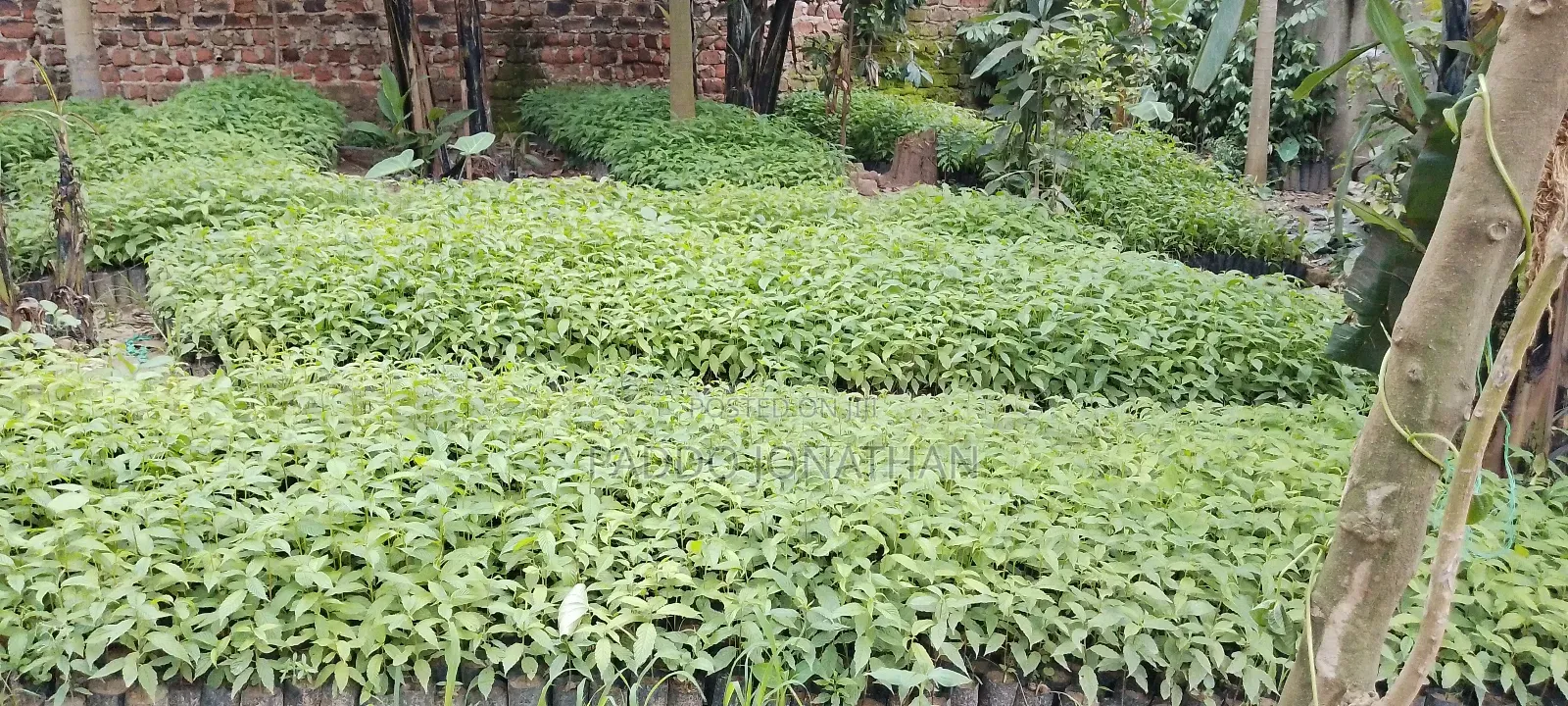 Musizzi Seedlings