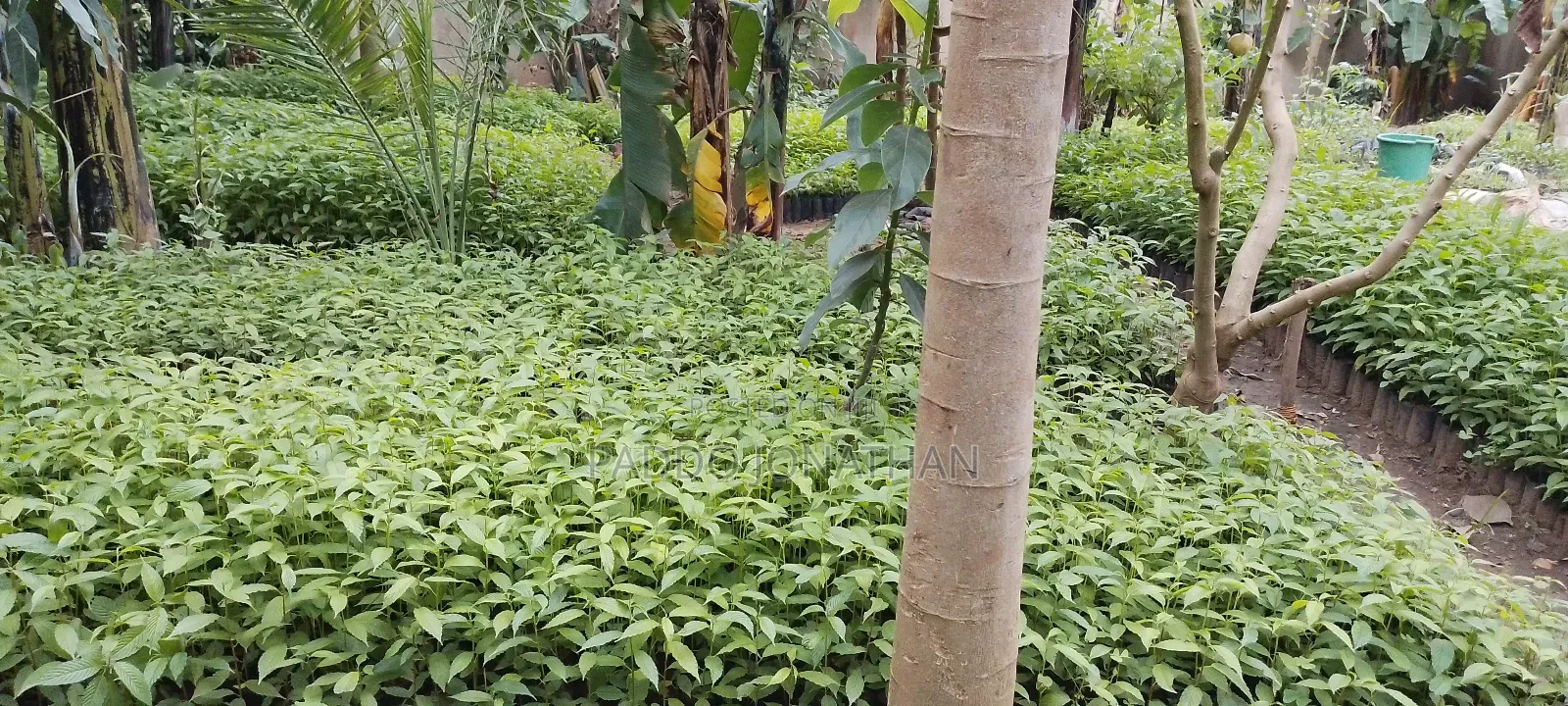 Musizzi Seedlings