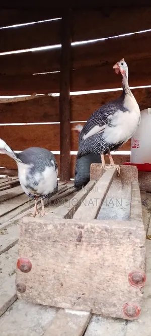 Guinea Fowls