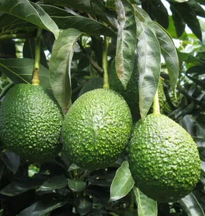 Hass Seedlings