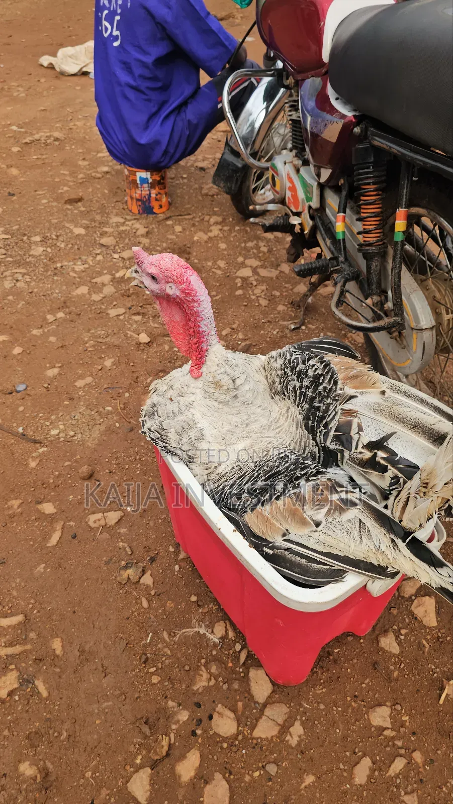 Fresh Slaughtered Halaal Turkeys on Order