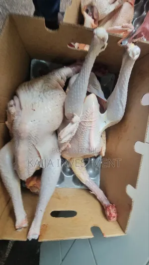 Fresh Slaughtered Halaal Turkeys on Order