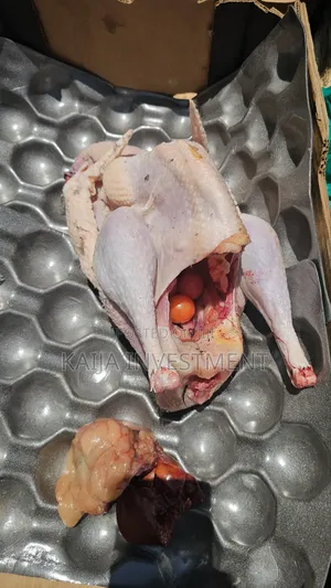 Fresh Slaughtered Halaal Turkeys on Order