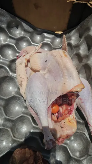 Fresh Slaughtered Halaal Turkeys on Order