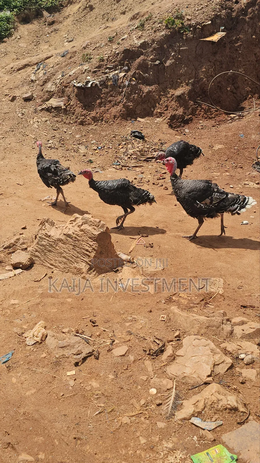 3 to 4 Month Turkeys