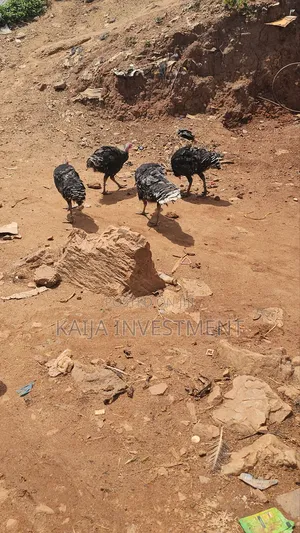 3 to 4 Month Turkeys