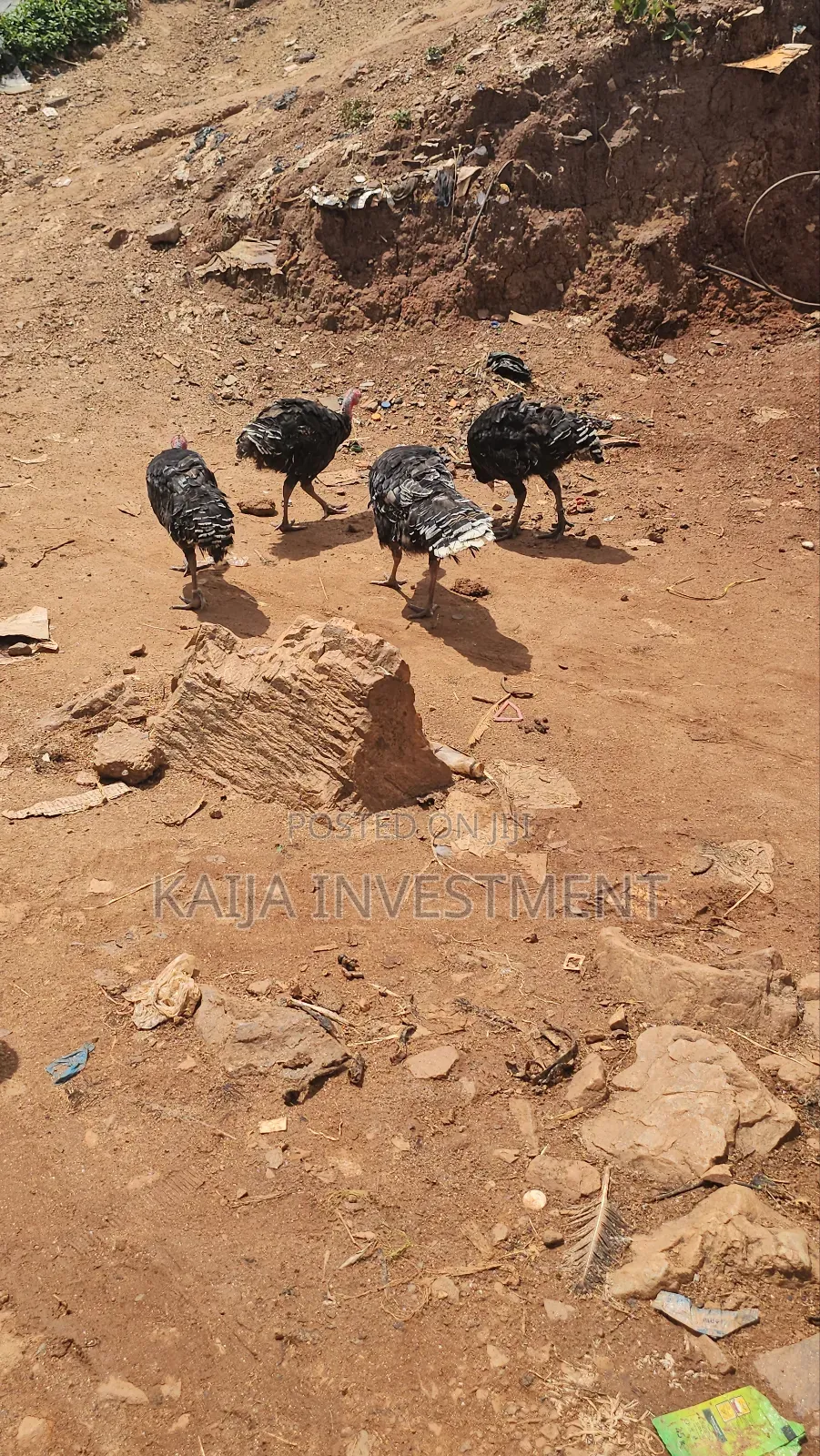 3 to 4 Month Turkeys