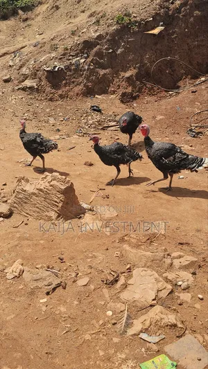 3 to 4 Month Turkeys