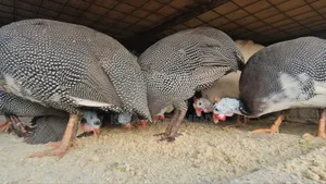 Medium Guinea Fowls