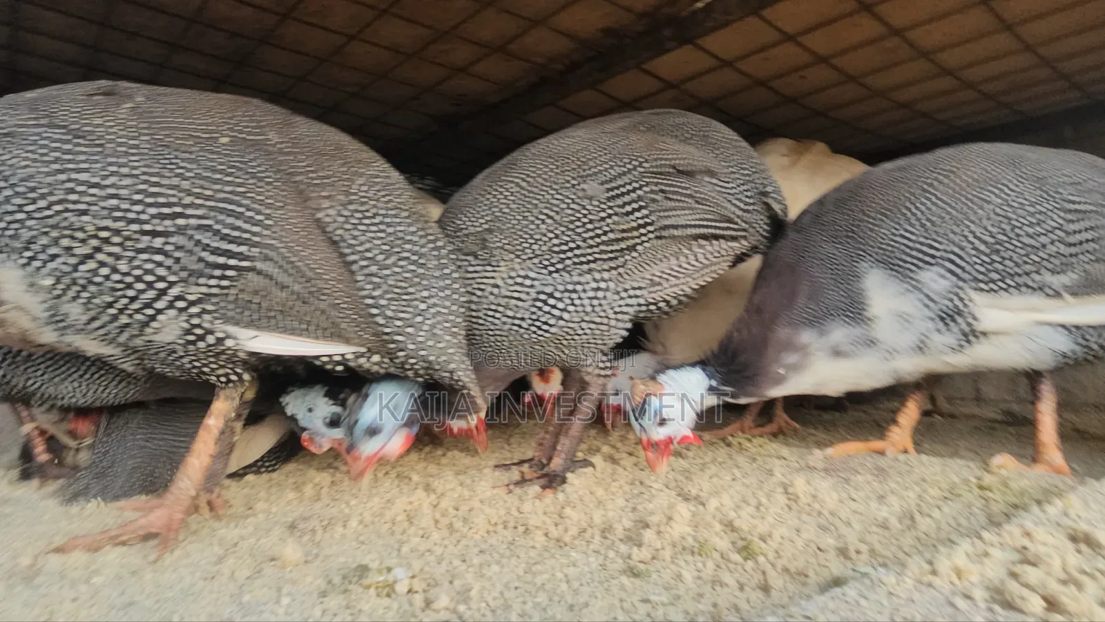 Medium Guinea Fowls
