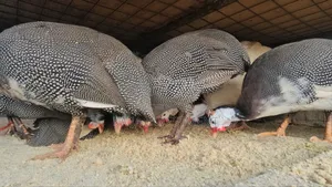 Medium Guinea Fowls