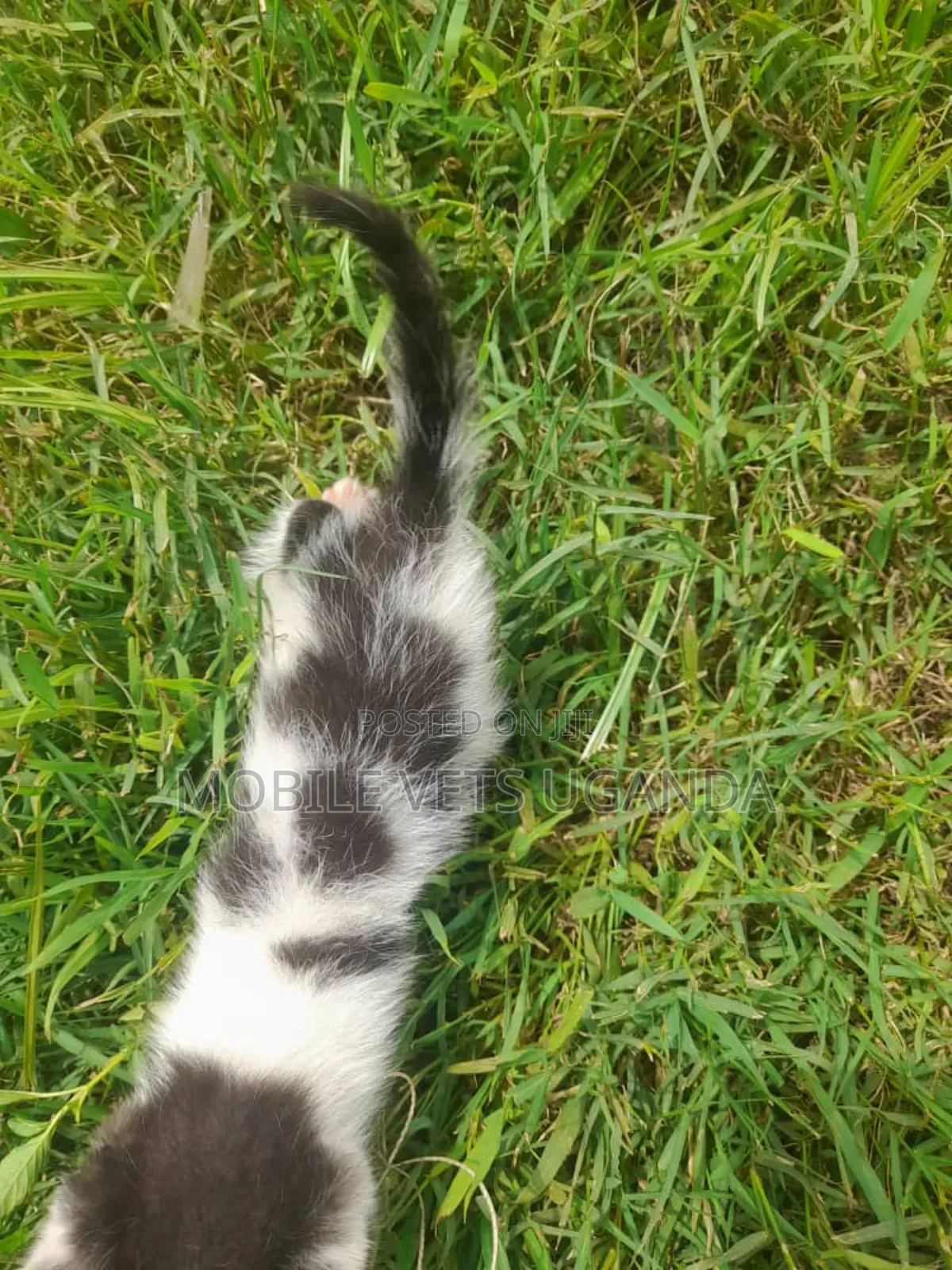 0-1 month Male Purebred Exotic
