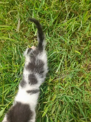 0-1 month Male Purebred Exotic