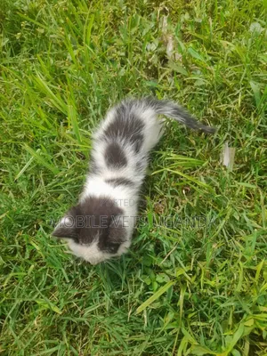 1-3 months Female Purebred Exotic