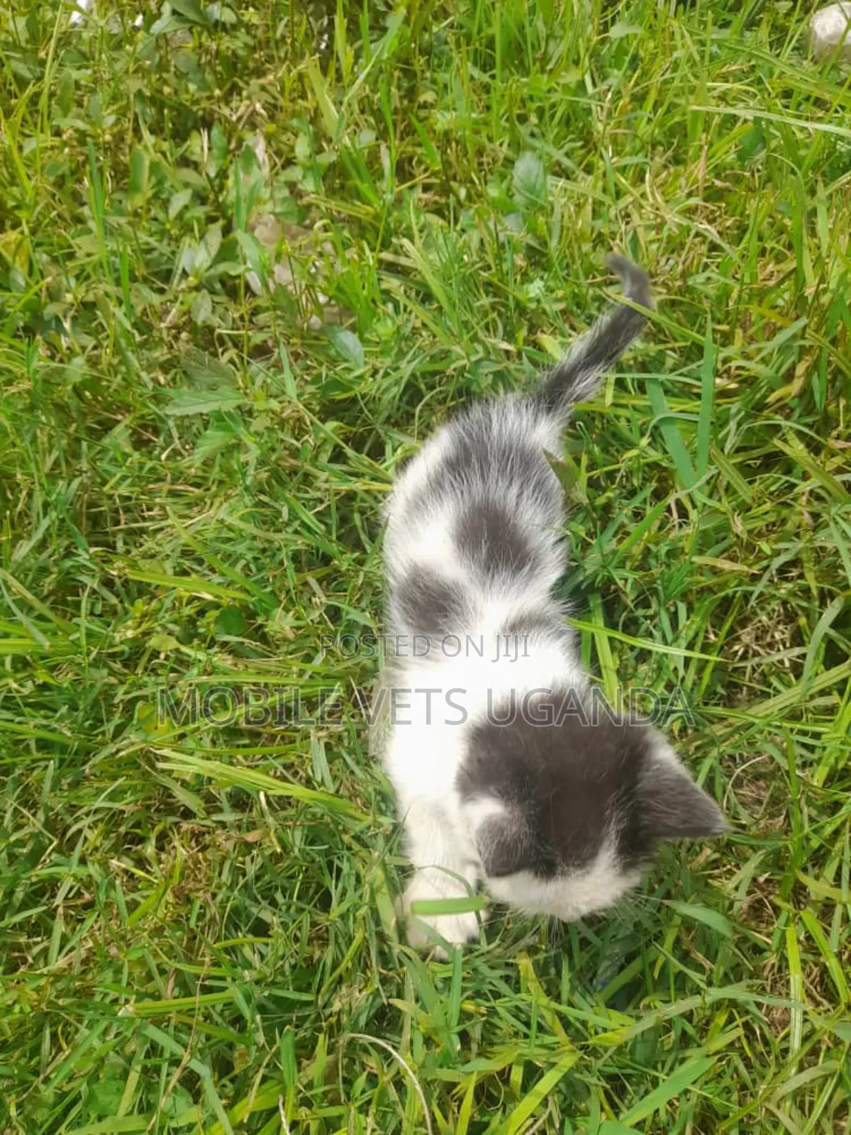 0-1 month Male Purebred Bombay