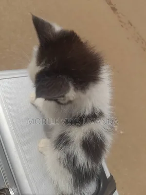 0-1 month Female Purebred Birman