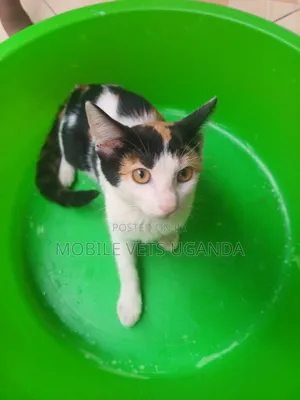 3-6 months Female Purebred Manx