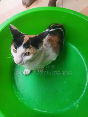 1-3 months Female Purebred Devon Rex