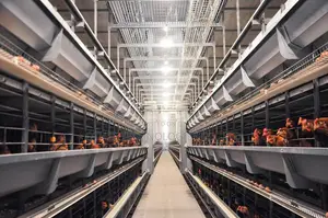 Smart Poultry H Type House Automation 100,000 Birds