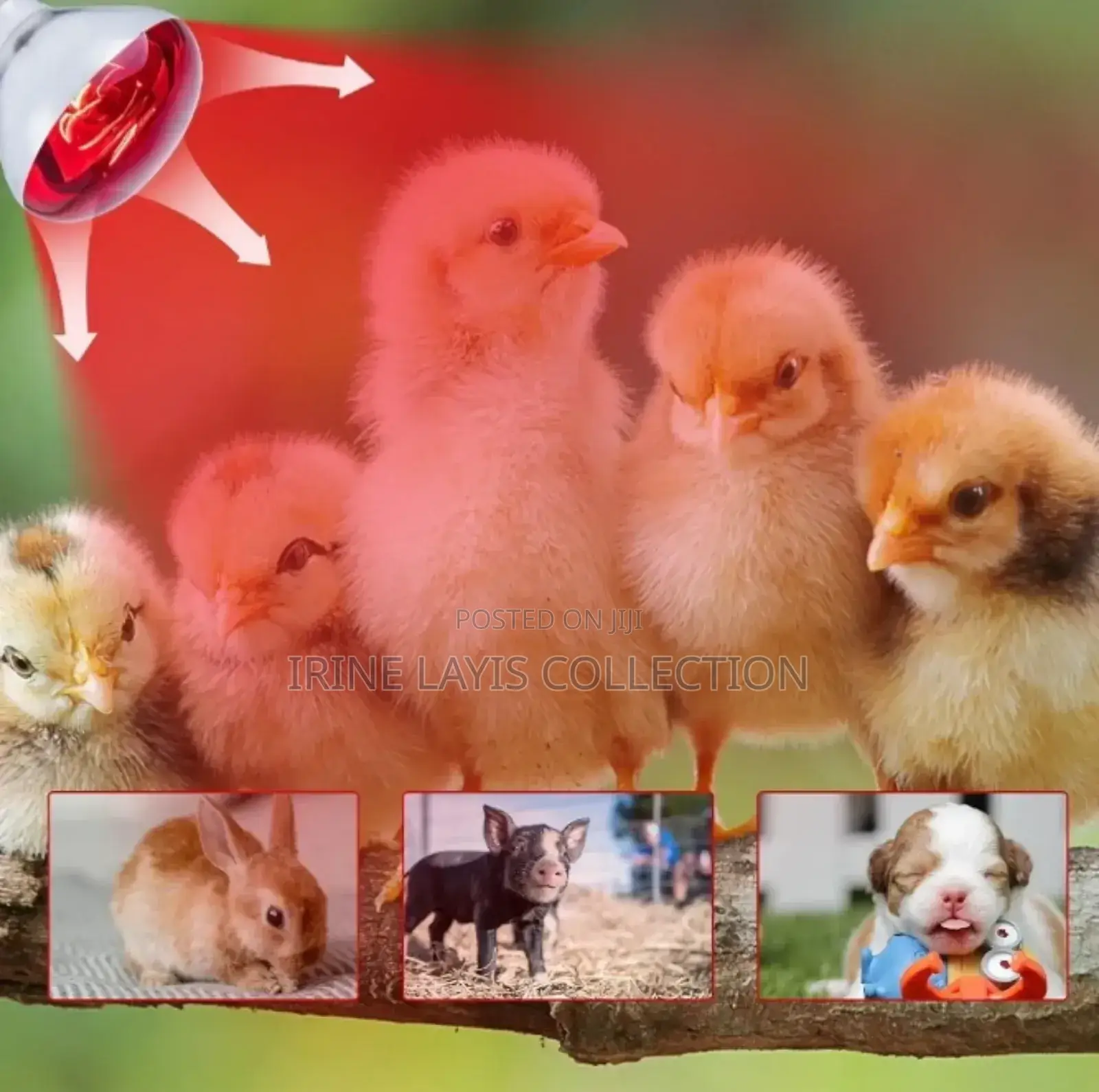 Brooder Heater Bulbs