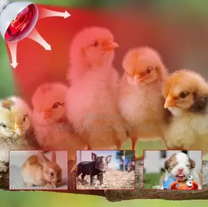 Brooder Heater Bulbs