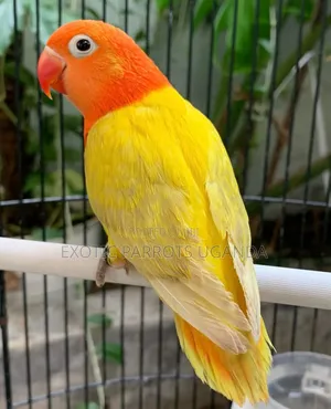 Friendly Bird Pets