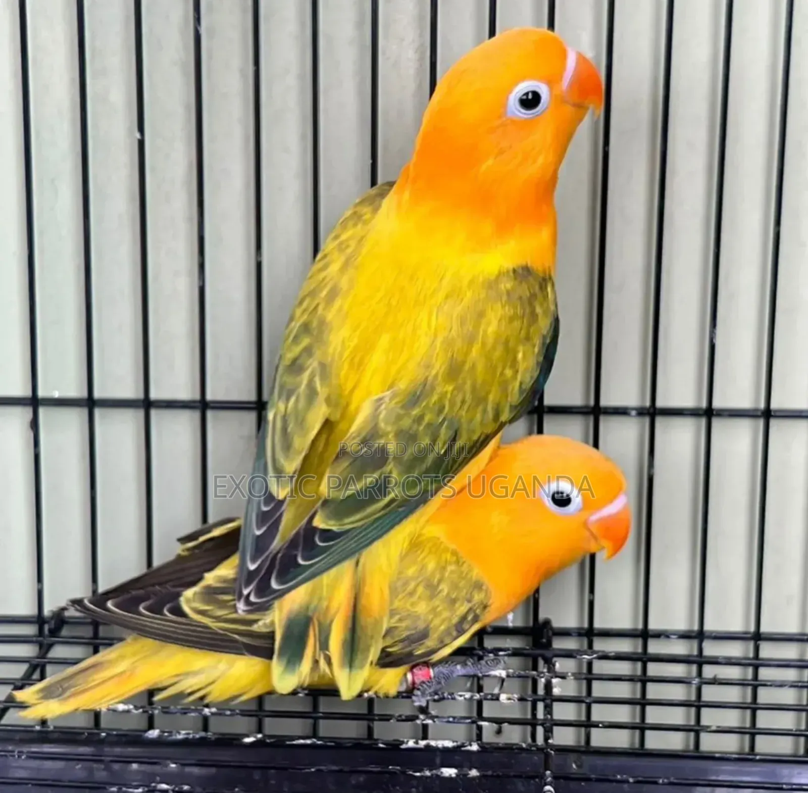 Trained Birds Pets