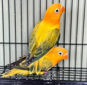 Trained Birds Pets