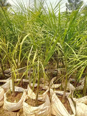 Royal Palms