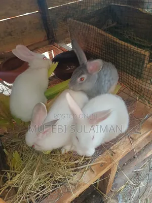 Rabbits. Bunnies
