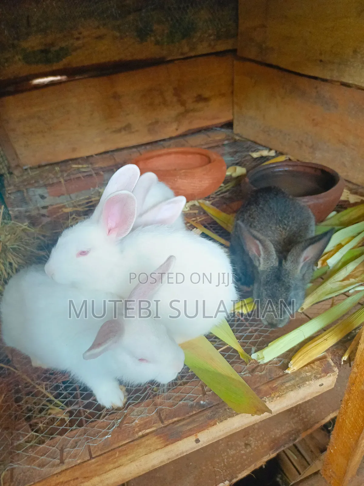 Rabbits. Bunnies