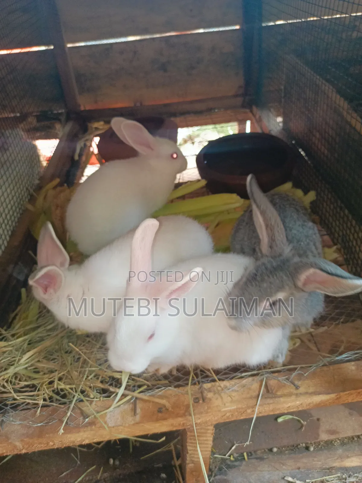 Rabbits. Bunnies