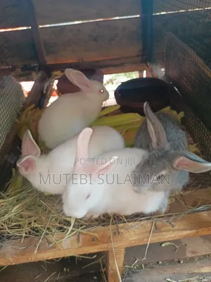 Rabbits. Bunnies