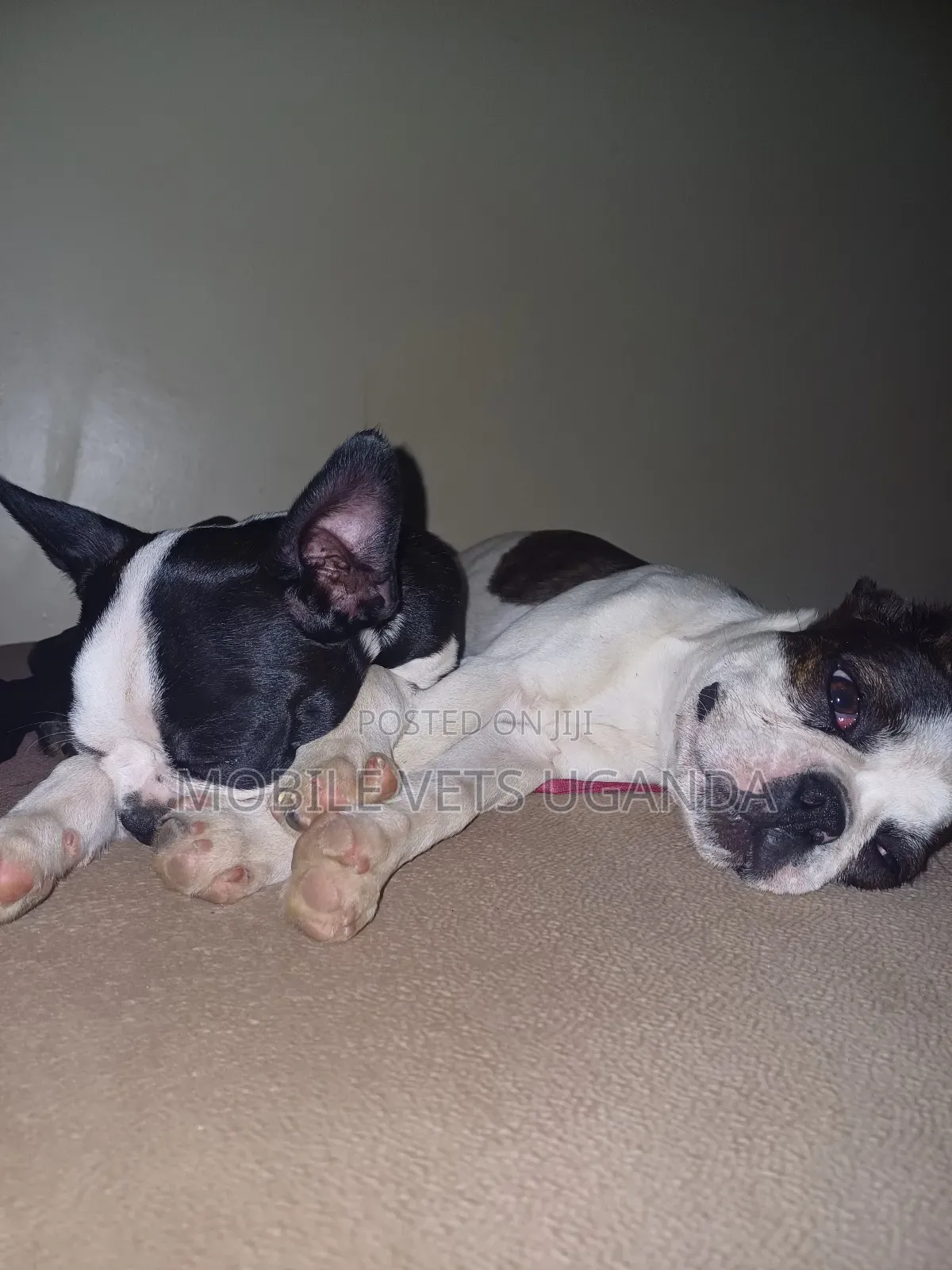 3-6 months Female Purebred Boston Terrier