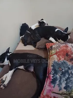 3-6 months Male Purebred Boston Terrier