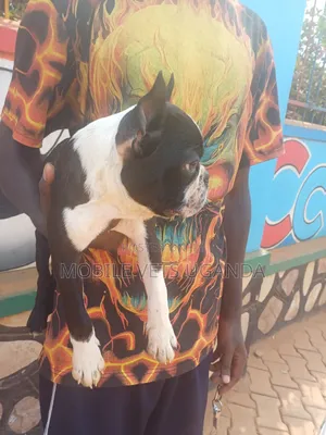 1-3 months Female Purebred Boston Terrier