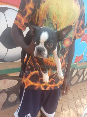 1-3 months Female Purebred Boston Terrier