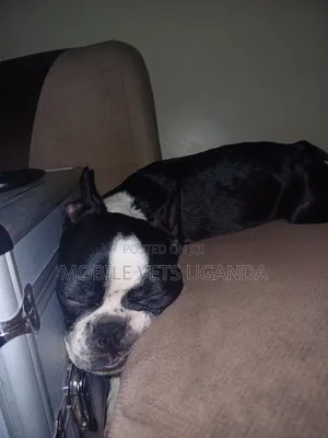 0-1 month Male Purebred Boston Terrier